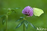 Citroenvlinder (Gonepteryx rhamni)