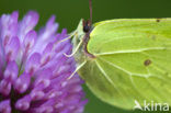 Citroenvlinder (Gonepteryx rhamni)