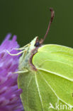 Citroenvlinder (Gonepteryx rhamni)