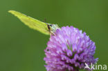 Citroenvlinder (Gonepteryx rhamni)