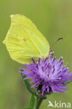 Citroenvlinder (Gonepteryx rhamni)