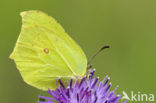 Citroenvlinder (Gonepteryx rhamni)