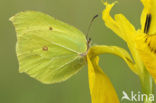 Citroenvlinder (Gonepteryx rhamni)