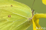 Brimstone (Gonepteryx rhamni)