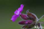 Red Campion (Silene dioica)