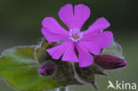 Dagkoekoeksbloem (Silene dioica)