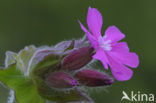 Dagkoekoeksbloem (Silene dioica)