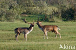 Fallow Deer (Dama dama)