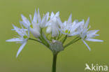 Ramsons (Allium ursinum)