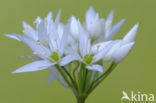 Daslook (Allium ursinum)