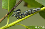 pine sawfly (Diprion pini)