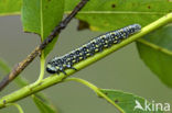 pine sawfly (Diprion pini)