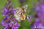 Distelvlinder (Vanessa cardui)