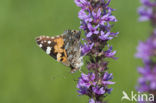 Distelvlinder (Vanessa cardui)