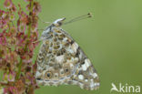 Distelvlinder (Vanessa cardui)