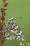 Distelvlinder (Vanessa cardui)