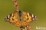 Distelvlinder (Vanessa cardui)