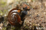 Shiny Glass Snail (Zonitoides nitidus)