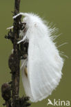 Donsvlinder (Euproctis similis)