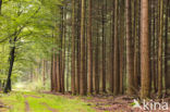 Douglas Fir (Pseudotsuga menziesii)