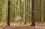Douglas Fir (Pseudotsuga menziesii)
