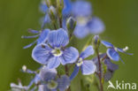 Slender Speedwell (Veronica filiformis)