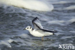 Black-legged Kittiwake (Rissa tridactyla)