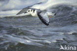 Black-legged Kittiwake (Rissa tridactyla)