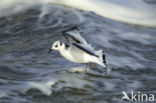 Black-legged Kittiwake (Rissa tridactyla)