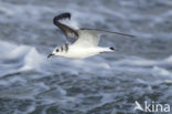 Black-legged Kittiwake (Rissa tridactyla)