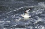 Black-legged Kittiwake (Rissa tridactyla)