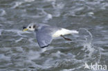 Black-legged Kittiwake (Rissa tridactyla)