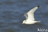 Black-legged Kittiwake (Rissa tridactyla)