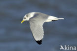 Black-legged Kittiwake (Rissa tridactyla)