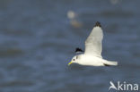 Black-legged Kittiwake (Rissa tridactyla)