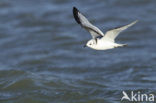 Black-legged Kittiwake (Rissa tridactyla)