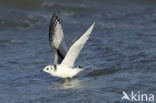 Black-legged Kittiwake (Rissa tridactyla)