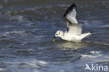 Black-legged Kittiwake (Rissa tridactyla)