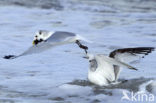 Black-legged Kittiwake (Rissa tridactyla)