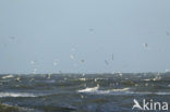 Black-legged Kittiwake (Rissa tridactyla)