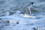 Black-legged Kittiwake (Rissa tridactyla)