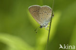Small Blue (Cupido minimus)