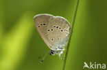 Small Blue (Cupido minimus)