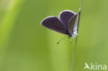 Small Blue (Cupido minimus)