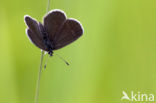 Small Blue (Cupido minimus)