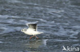 Little Gull (Larus minutus)