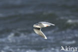 Dwergmeeuw (Larus minutus) 