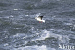 Little Gull (Larus minutus)