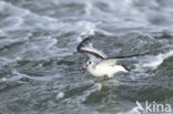 Little Gull (Larus minutus)