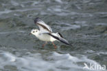 Dwergmeeuw (Larus minutus) 